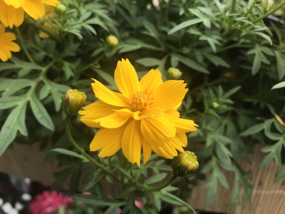 a close up of a yellow flower with green leaves