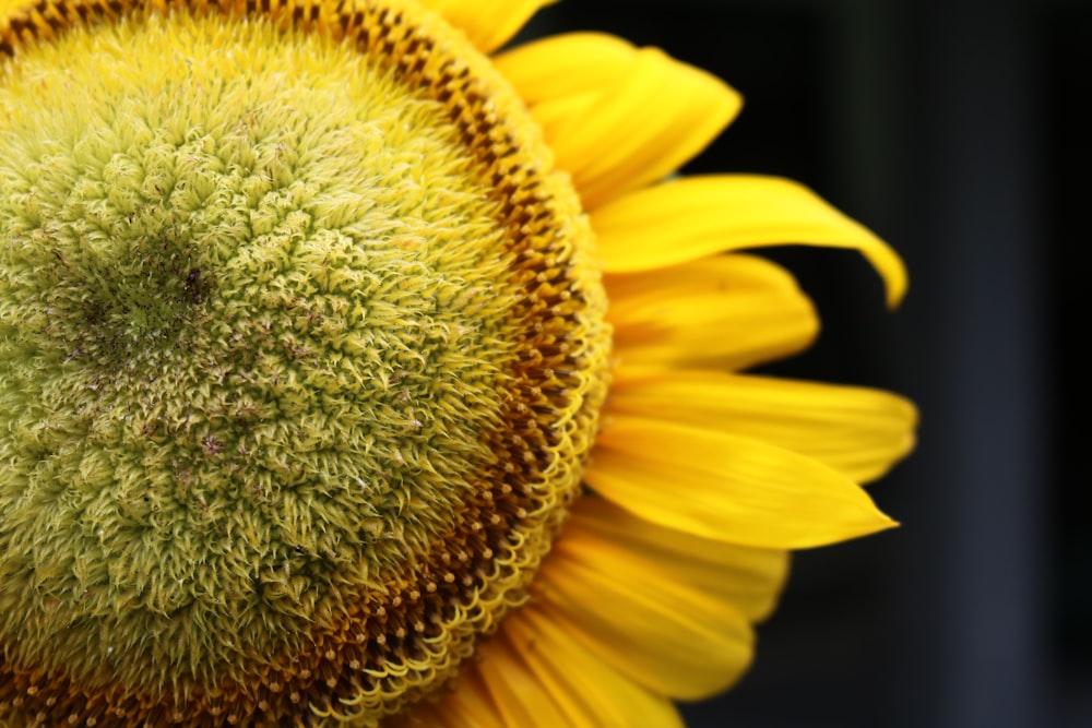 a close up of a sunflower with a black background