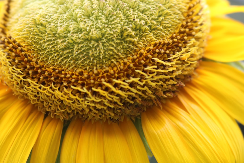 eine große gelbe Sonnenblume mit grüner Mitte