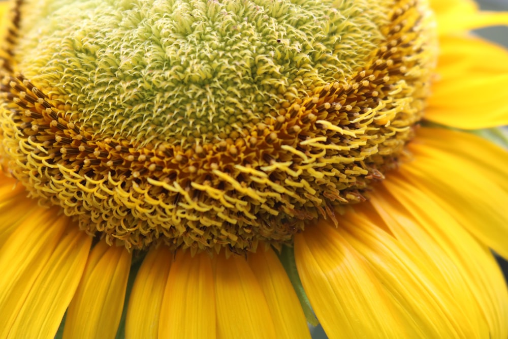 a large yellow sunflower with a green center