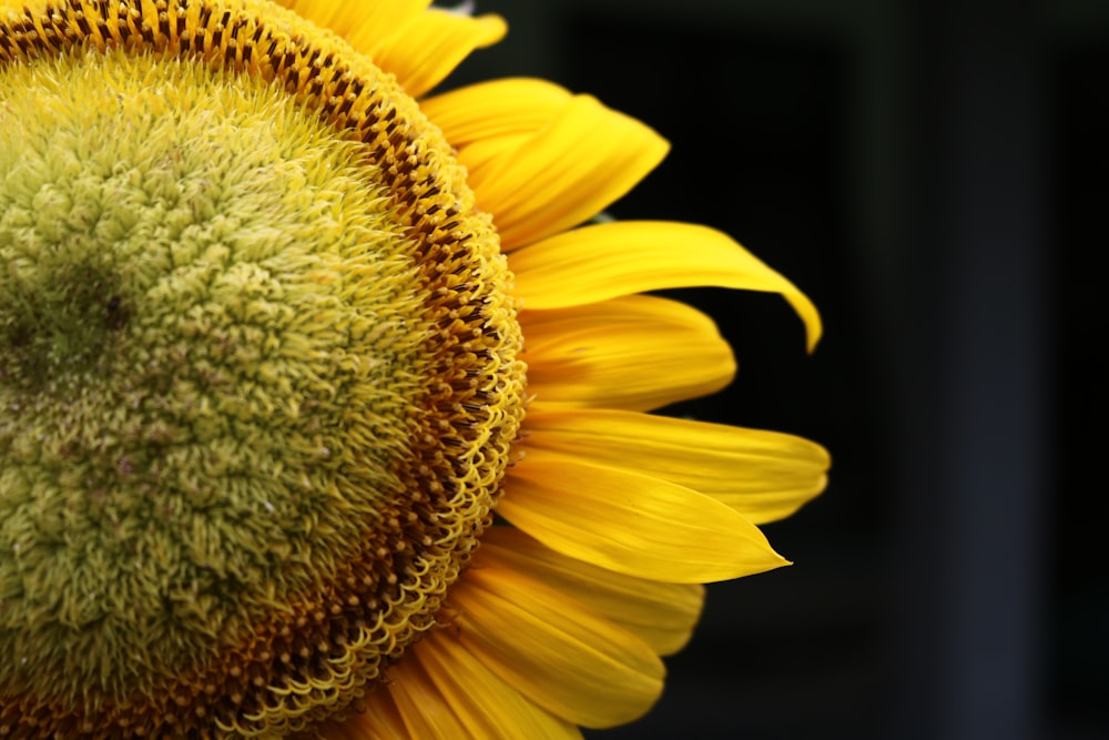 a close up of a sunflower with a black background