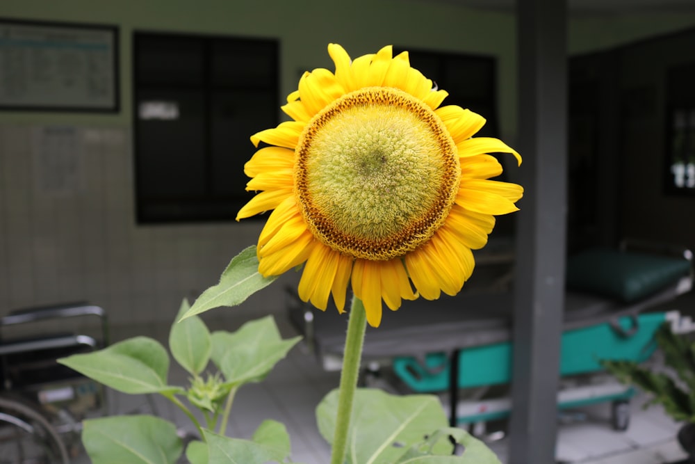 un grand tournesol devant un immeuble