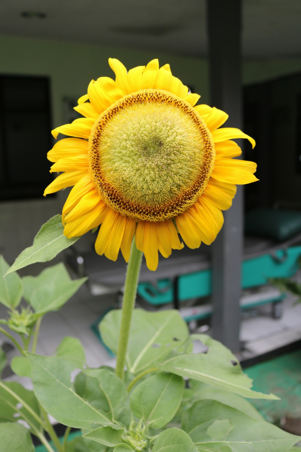 eine große gelbe Sonnenblume mit grünen Blättern