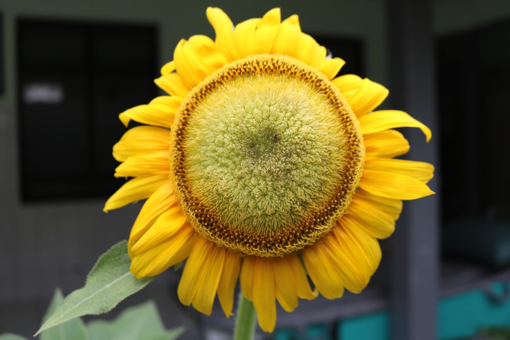 a large yellow sunflower with a green center