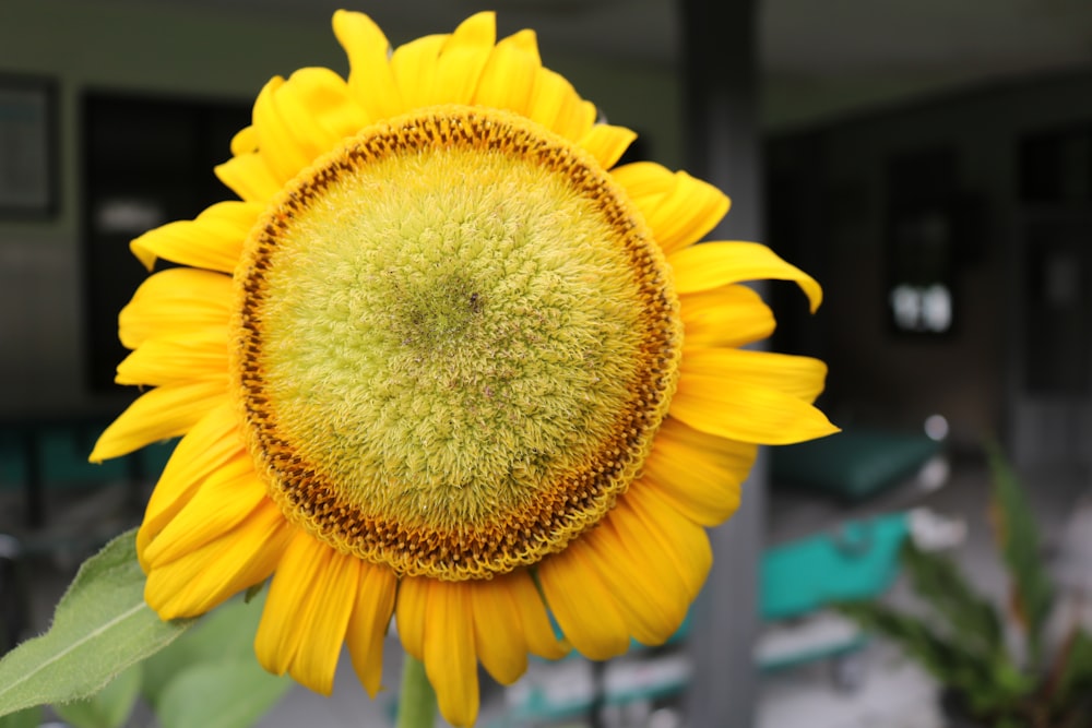 un grand tournesol jaune avec un centre vert