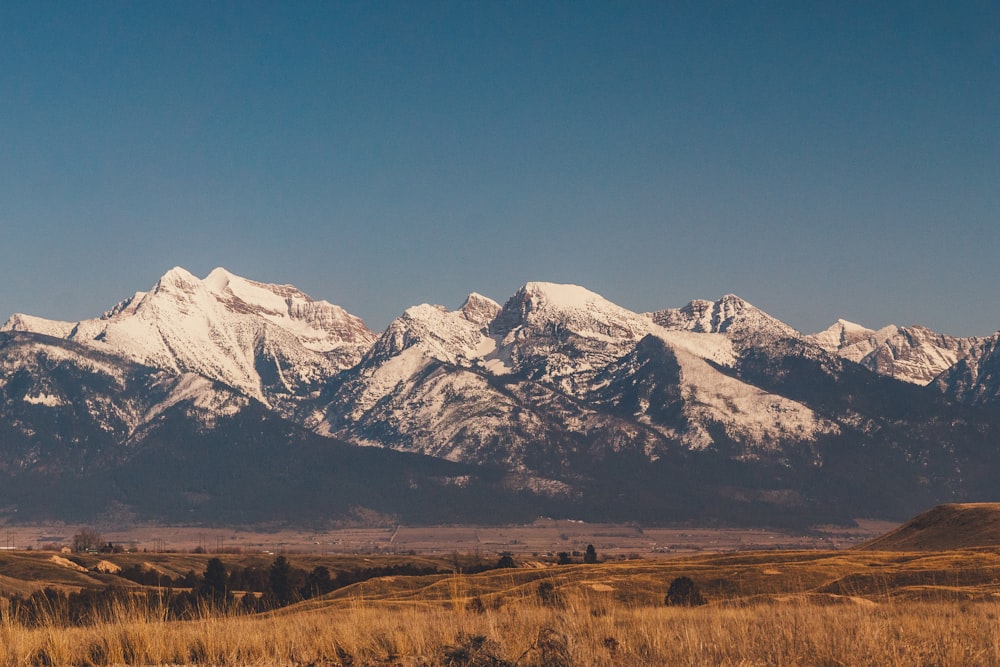 a herd of cattle grazing in a field with mountains in the background