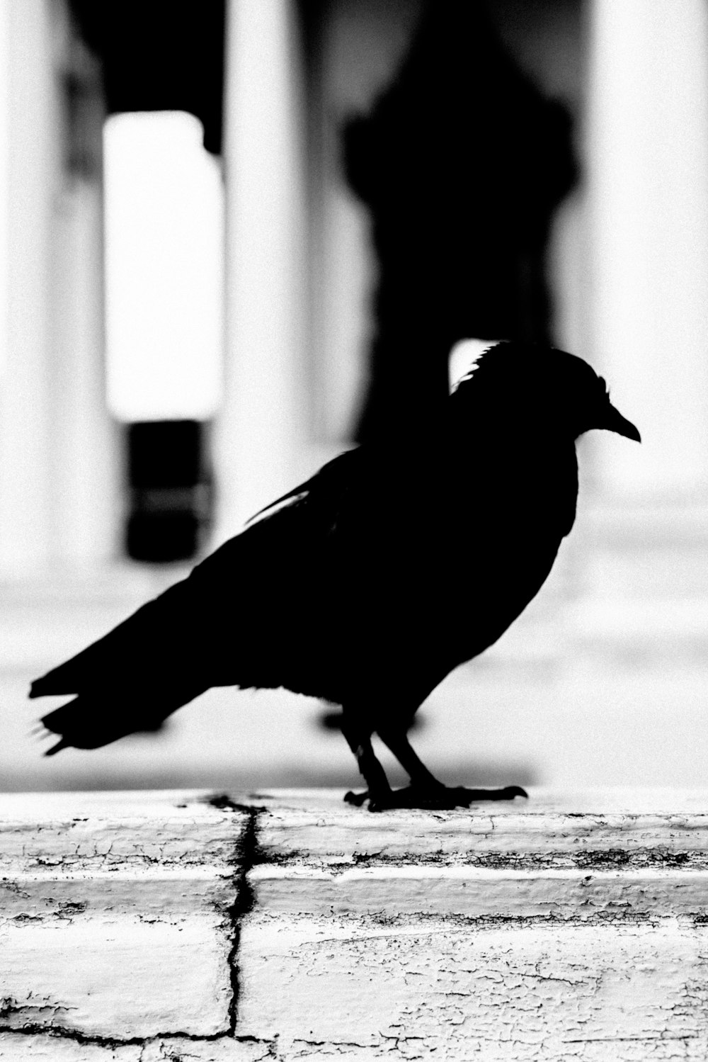 a black bird sitting on top of a wooden table