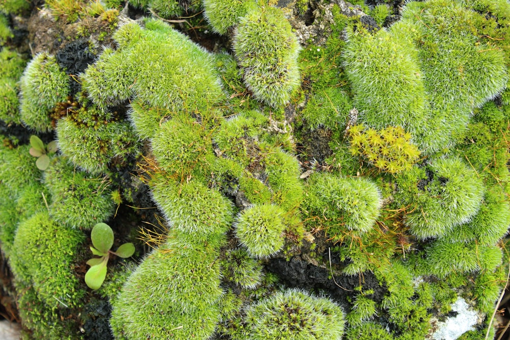 a close up of a plant with green moss growing on it