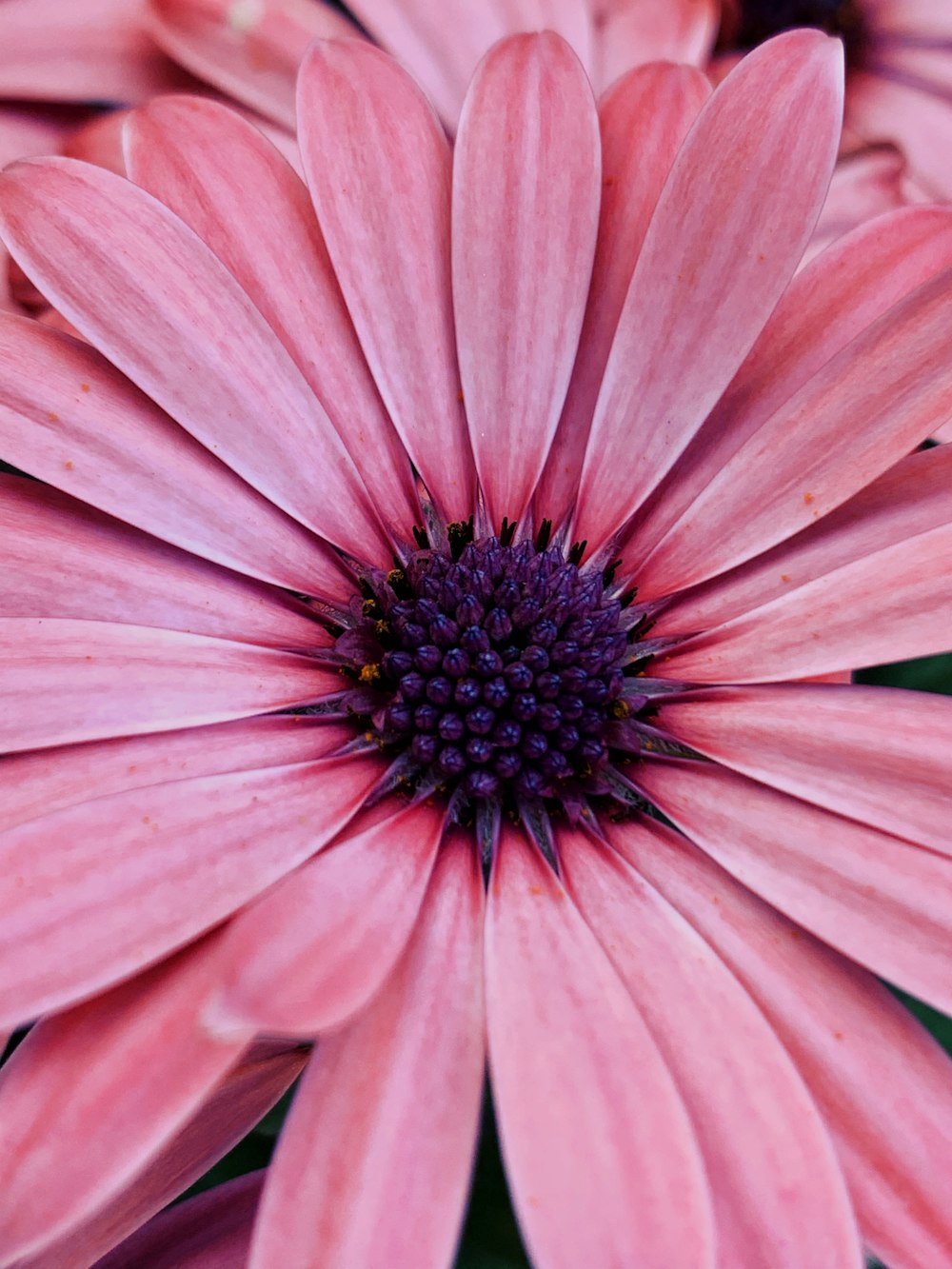 a close up of a pink flower with a purple center