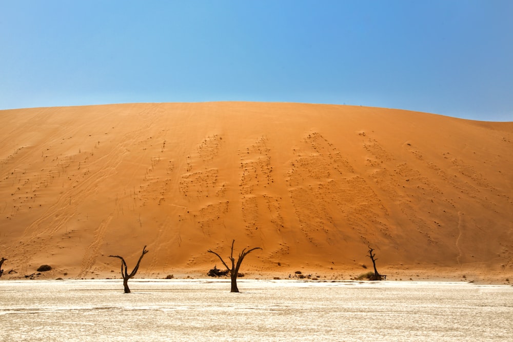 a group of dead trees standing in the middle of a desert