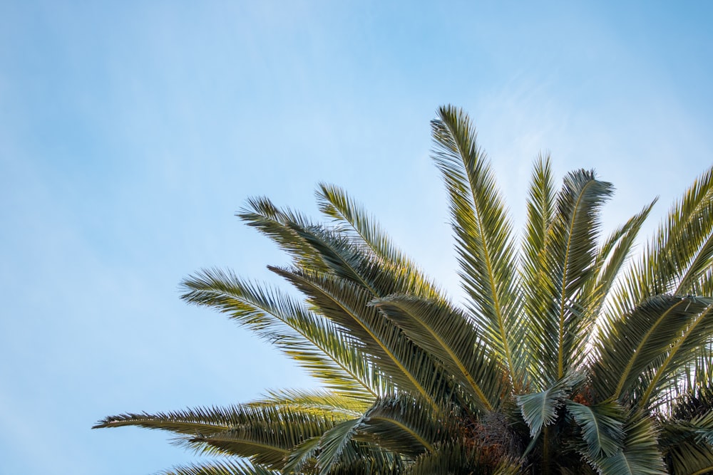 a palm tree with a blue sky in the background