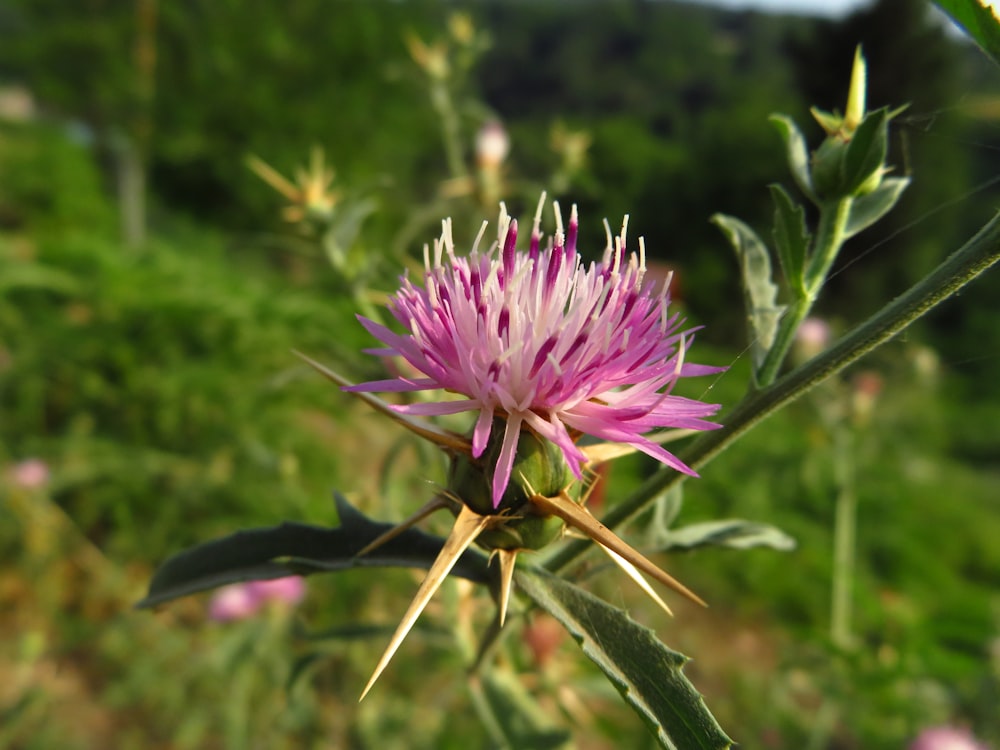 a pink flower is blooming in a field