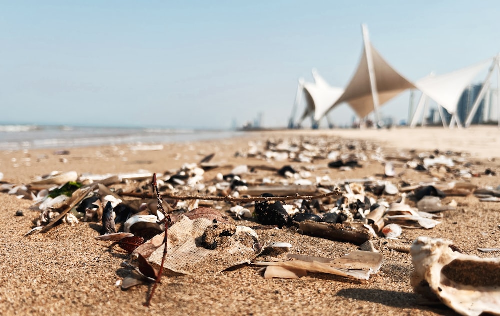 a sandy beach covered in shells and debris
