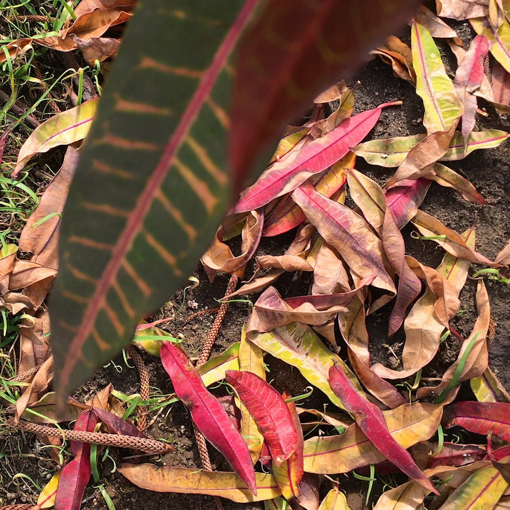 a close up of leaves on the ground