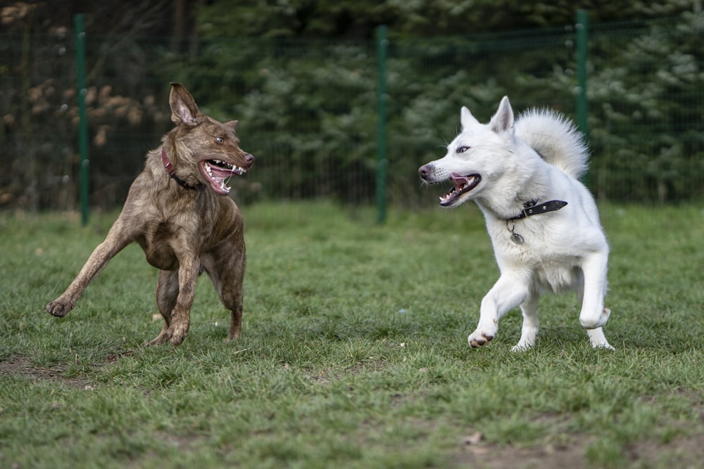 a couple of dogs running across a lush green field