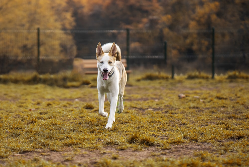 a white and brown dog running across a field