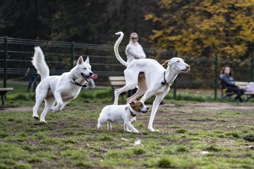 a group of dogs running around a park