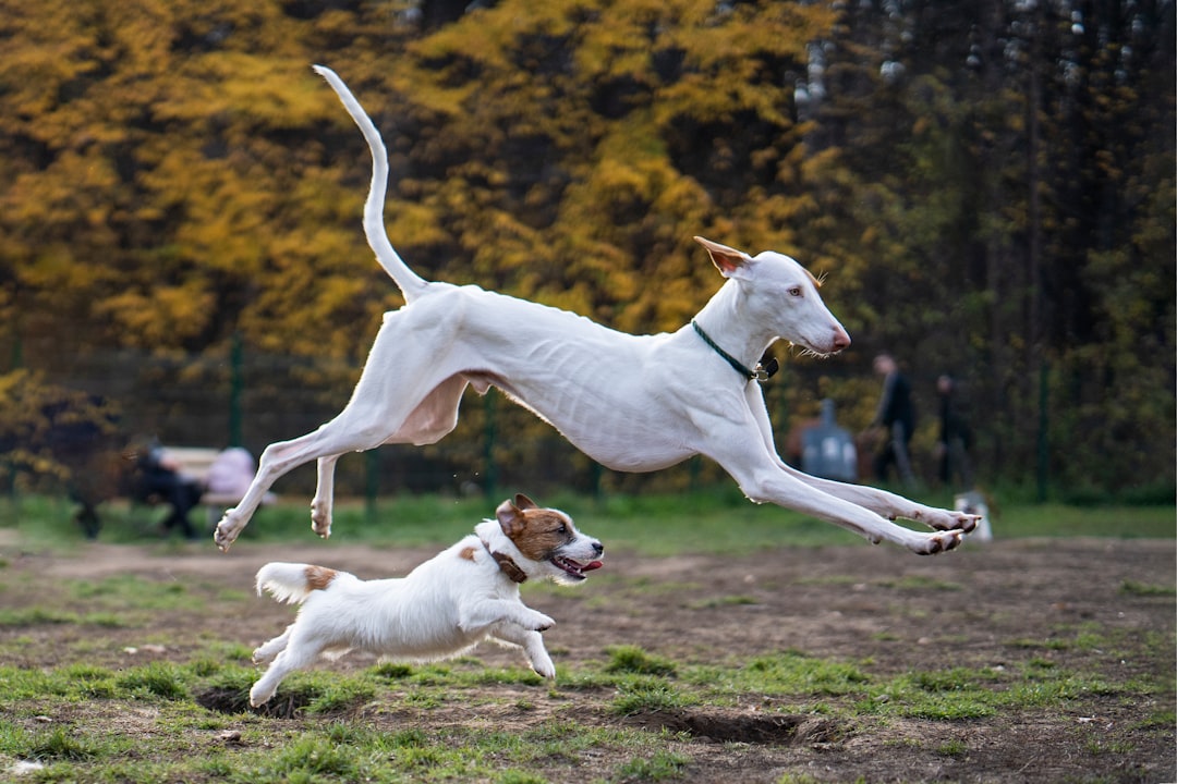 a couple of dogs that are jumping in the air