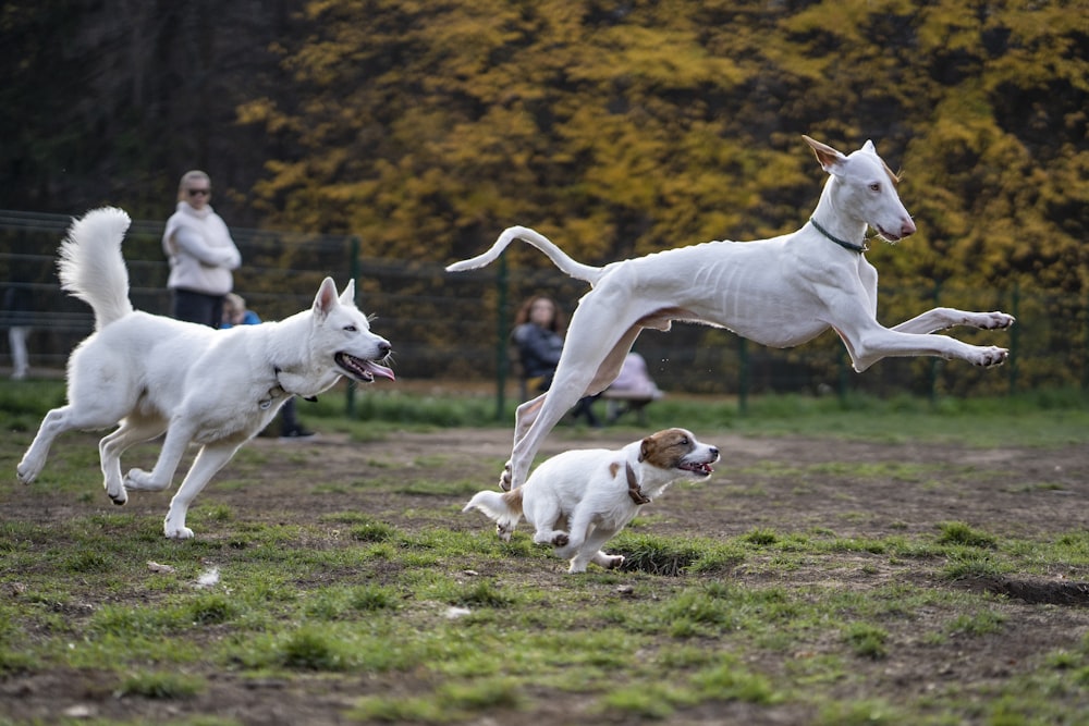 a group of dogs playing with a frisbee in a field