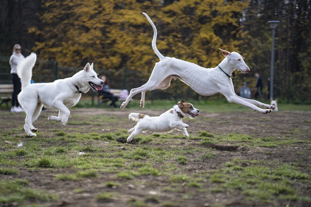 a group of white dogs running across a field