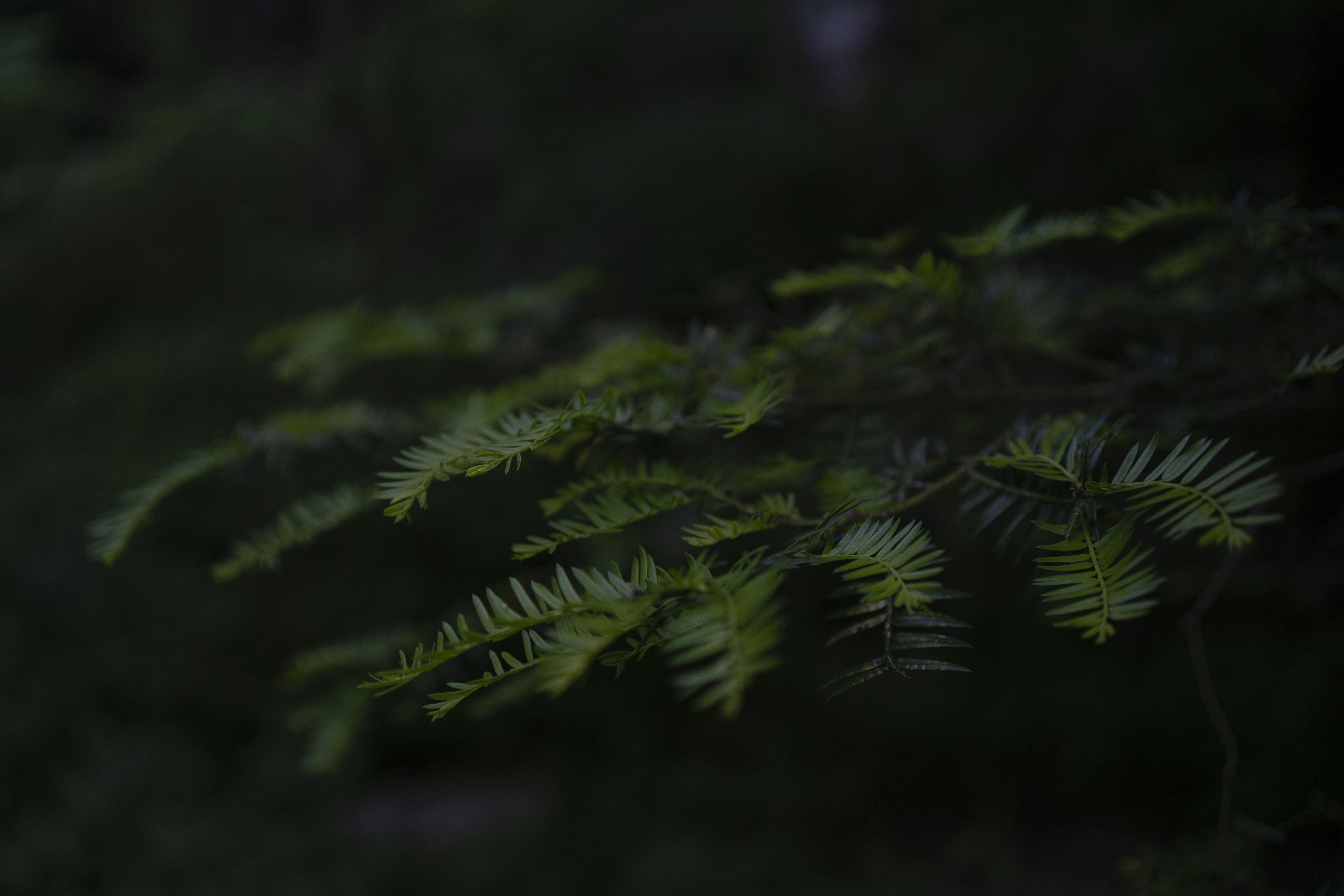 Photo by charles_snow