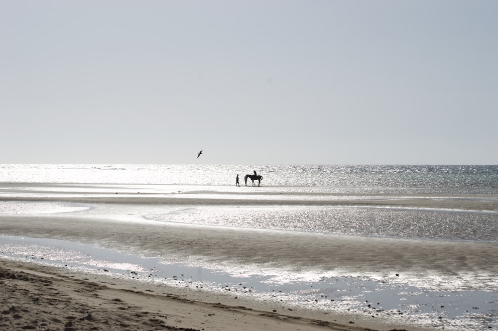 Ein paar Pferde stehen auf einem Strand
