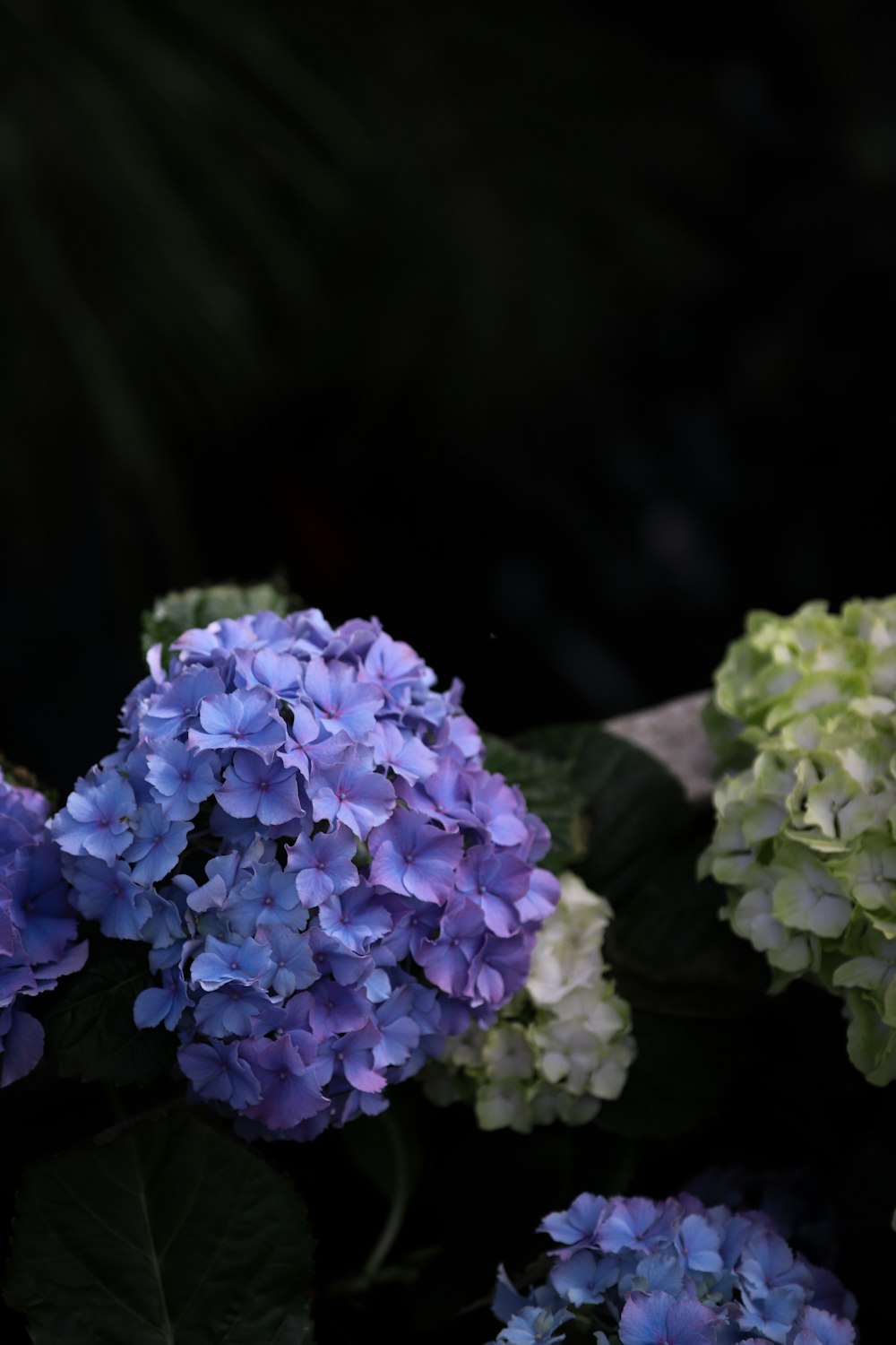 a group of blue and green flowers with leaves
