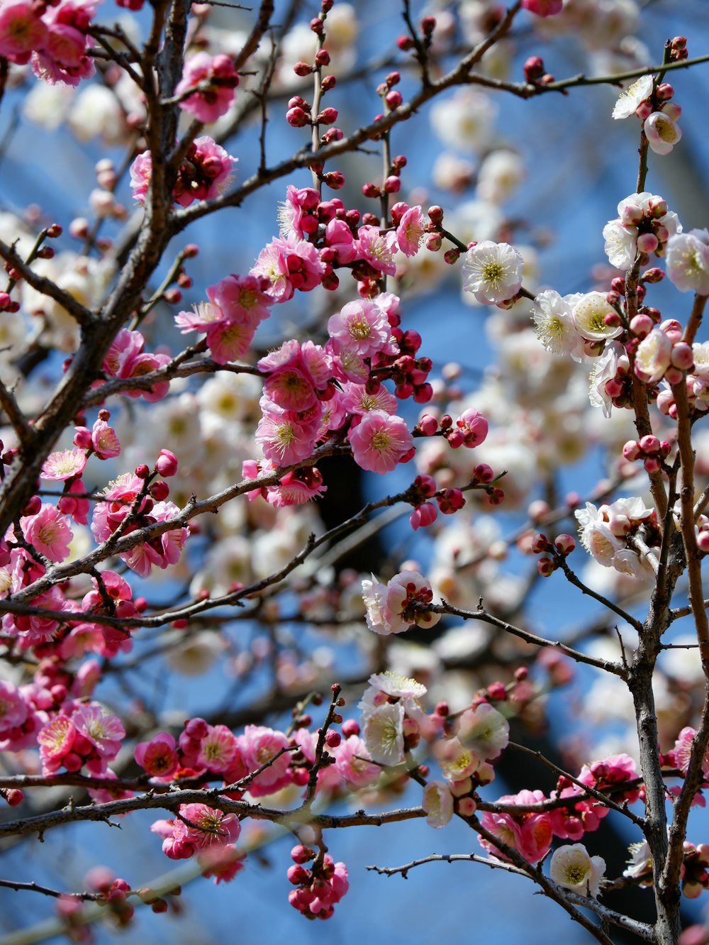 a tree with pink and white flowers on it