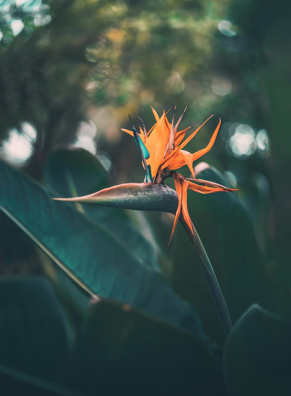 a bird of paradise flower in a tropical setting