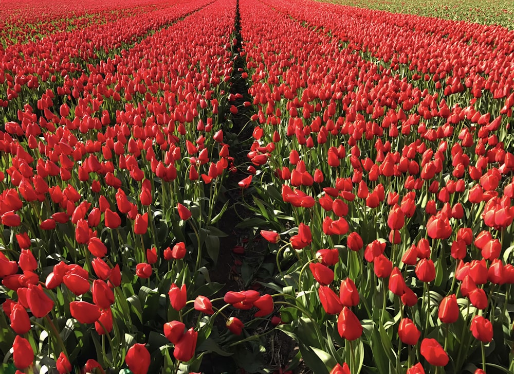 a field of red tulips with a single tree in the middle