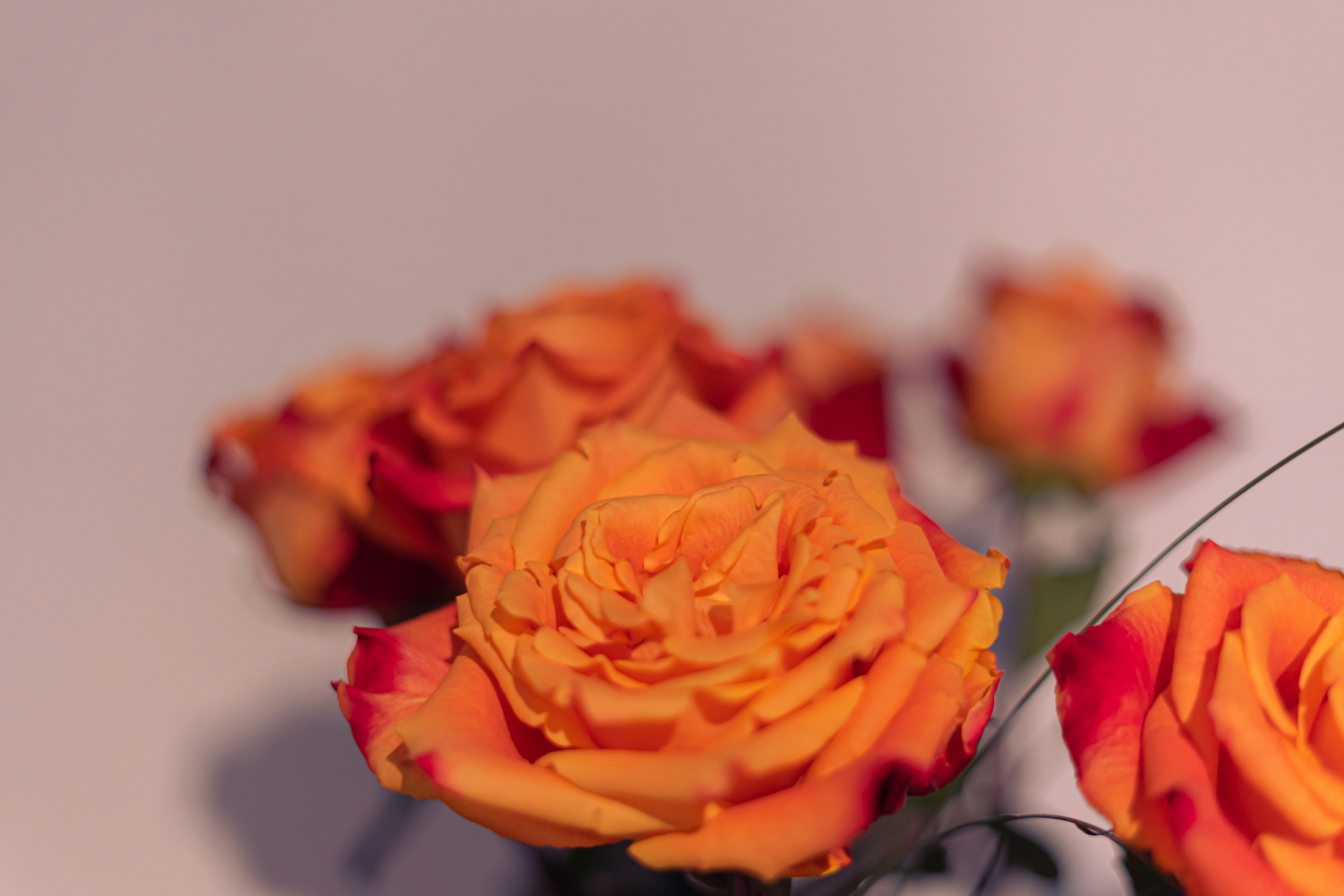 Photo by virussinside