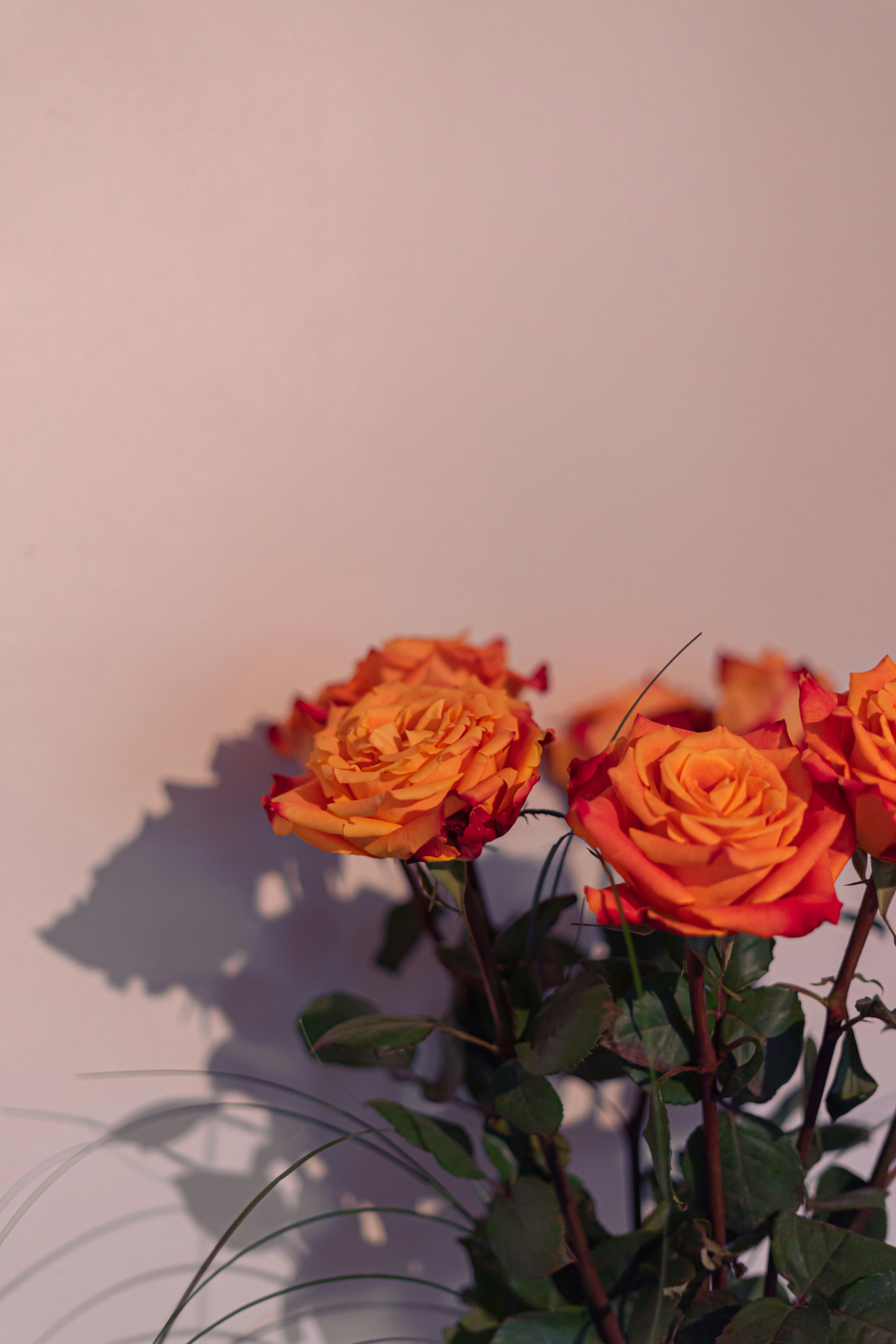 Photo by virussinside