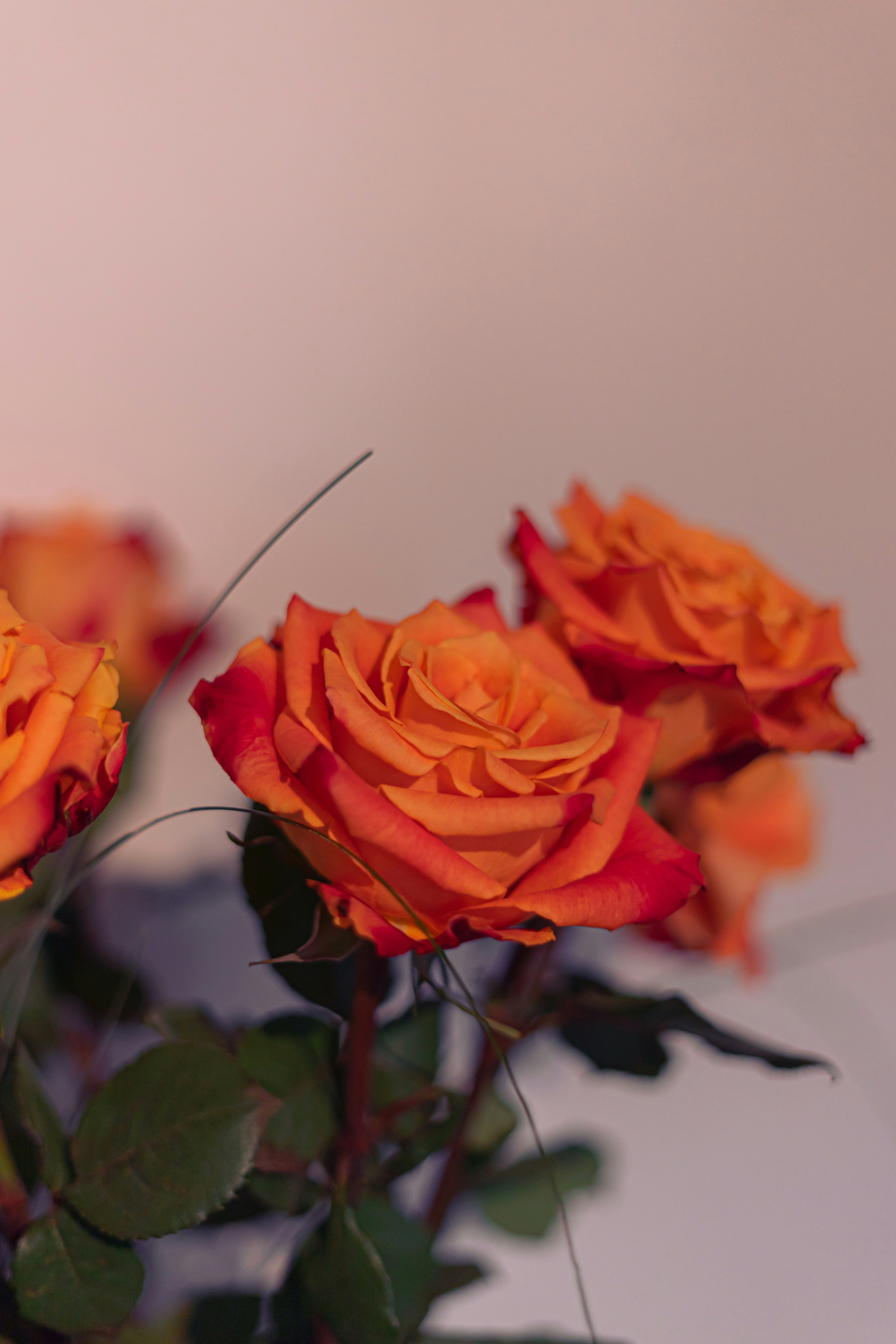 Photo by virussinside