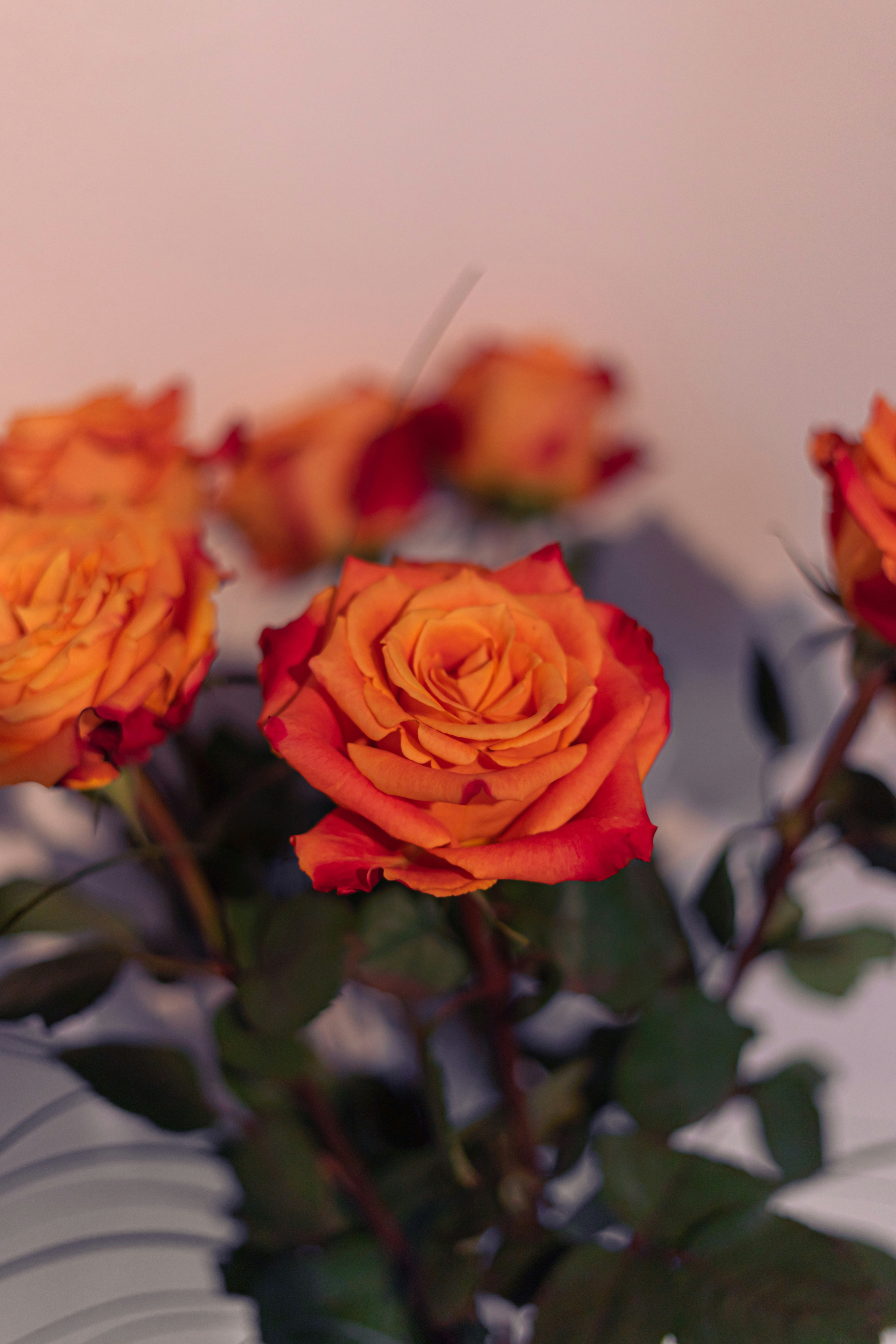 Photo by virussinside