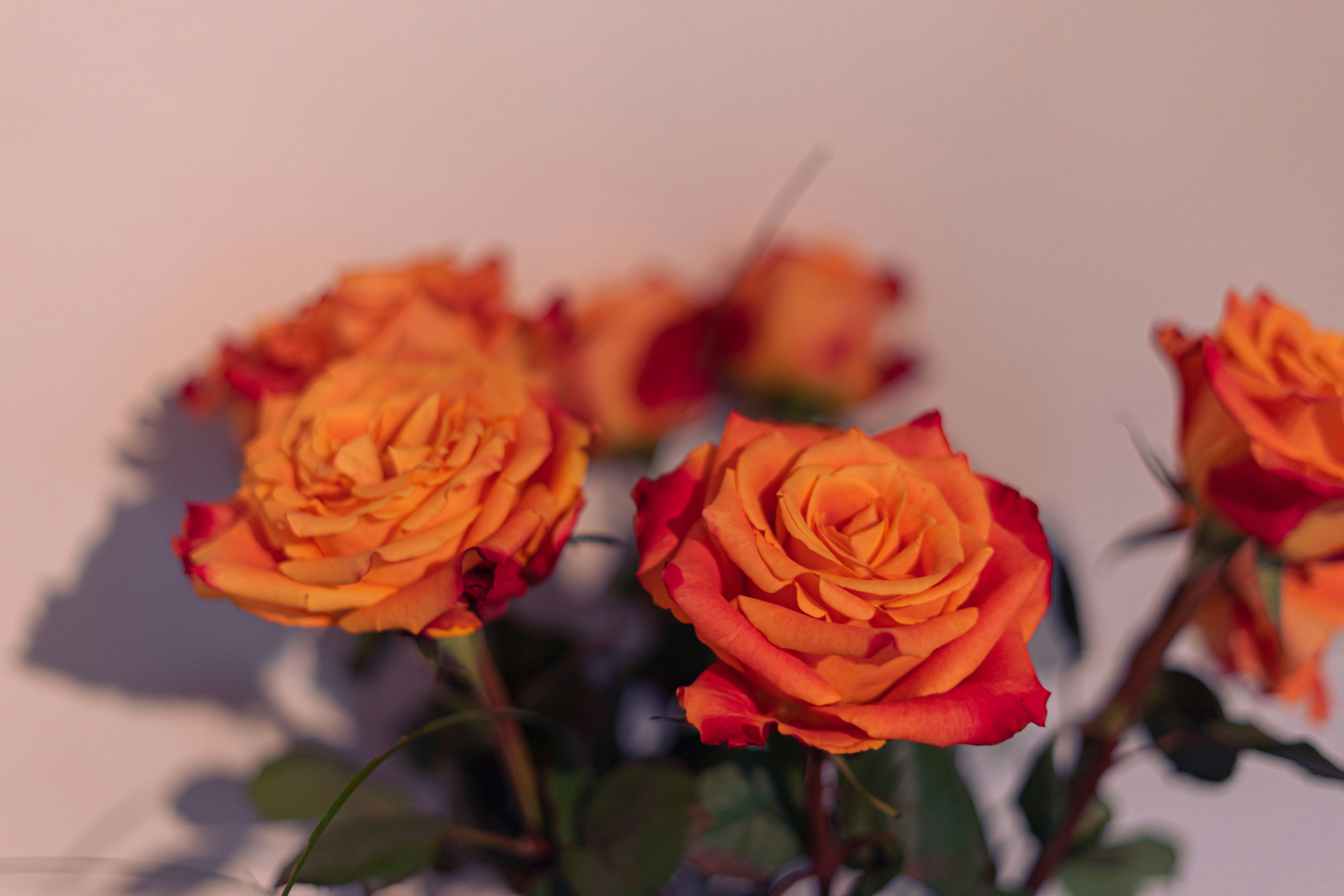 Photo by virussinside