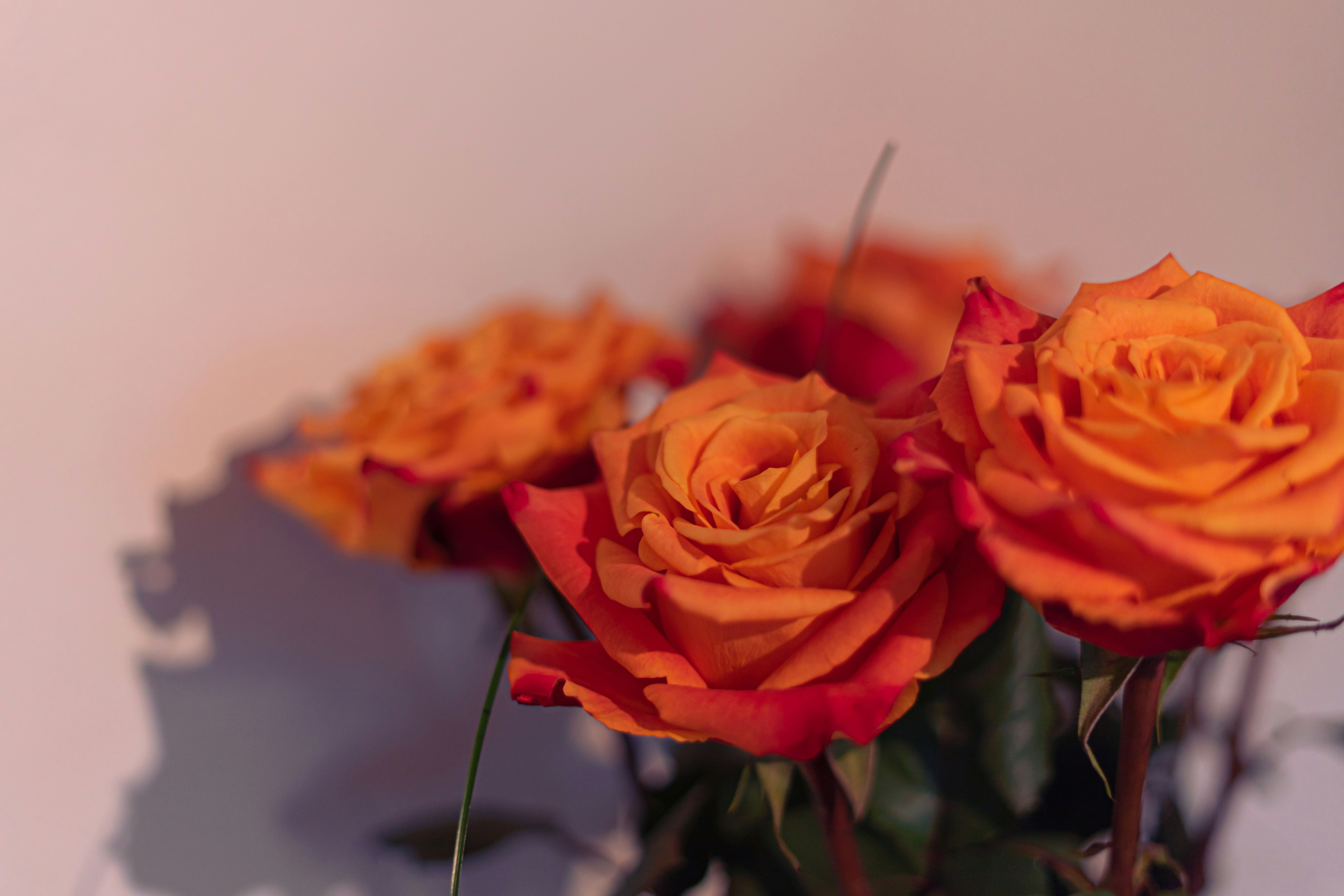 Photo by virussinside