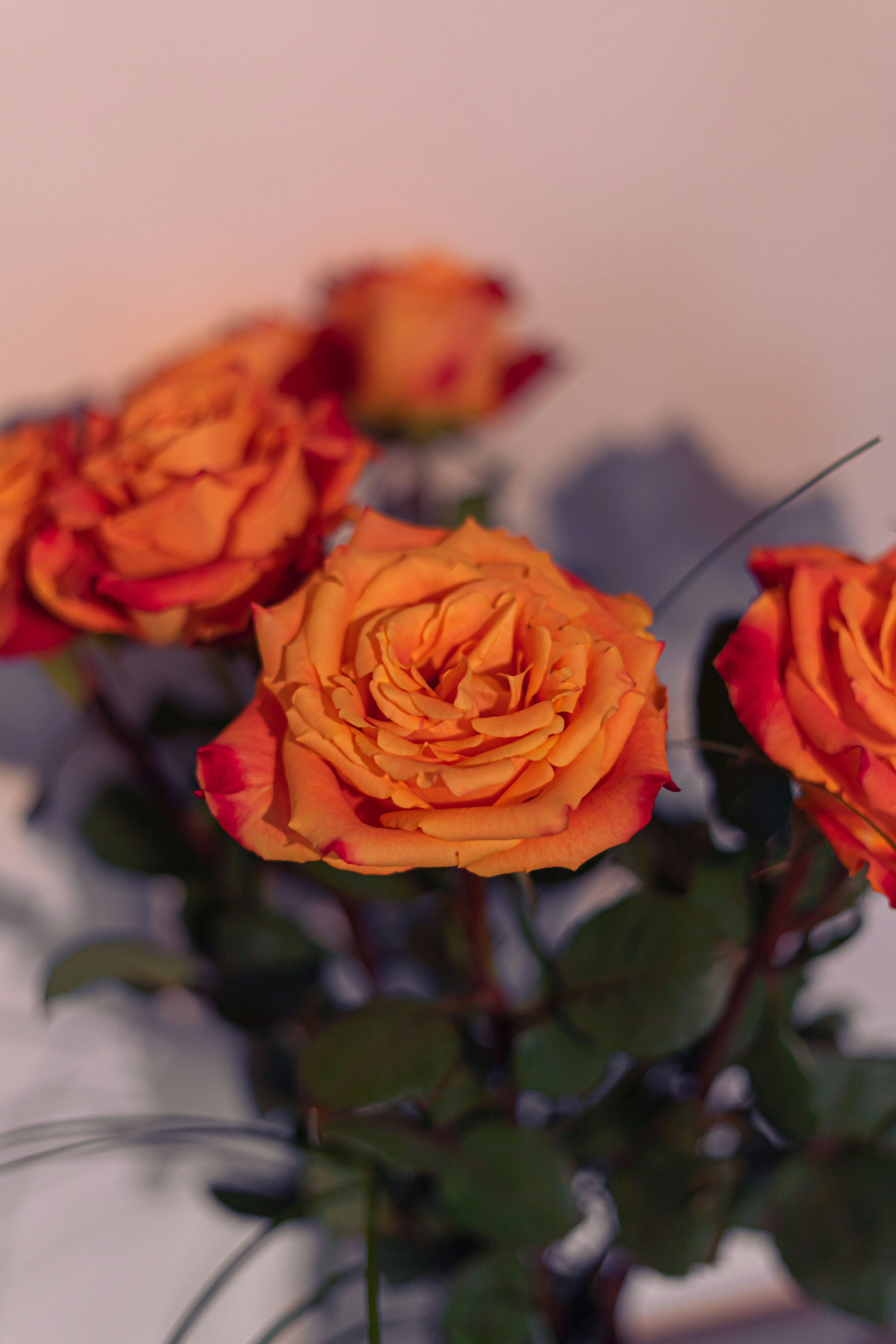 Photo by virussinside