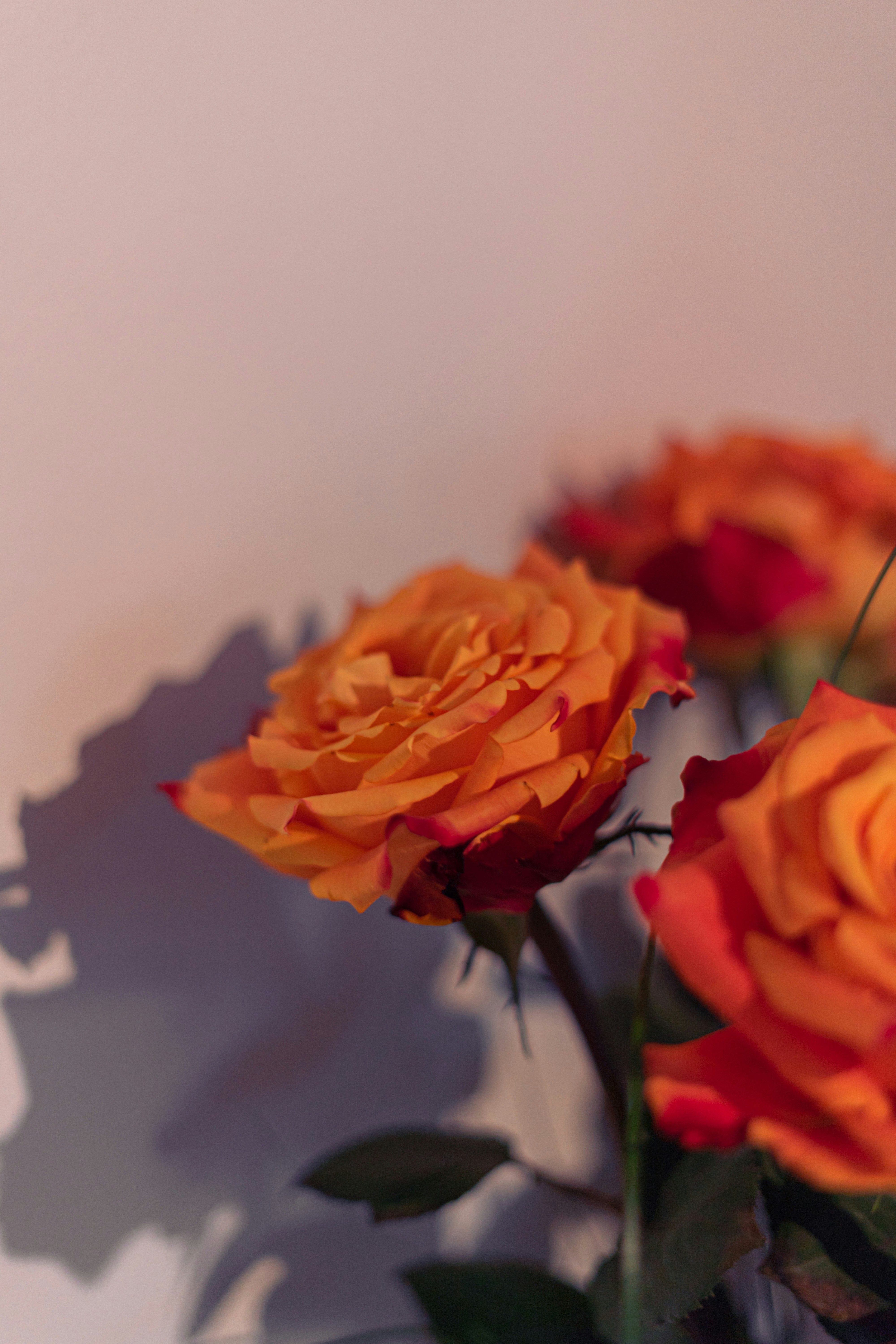 Photo by virussinside