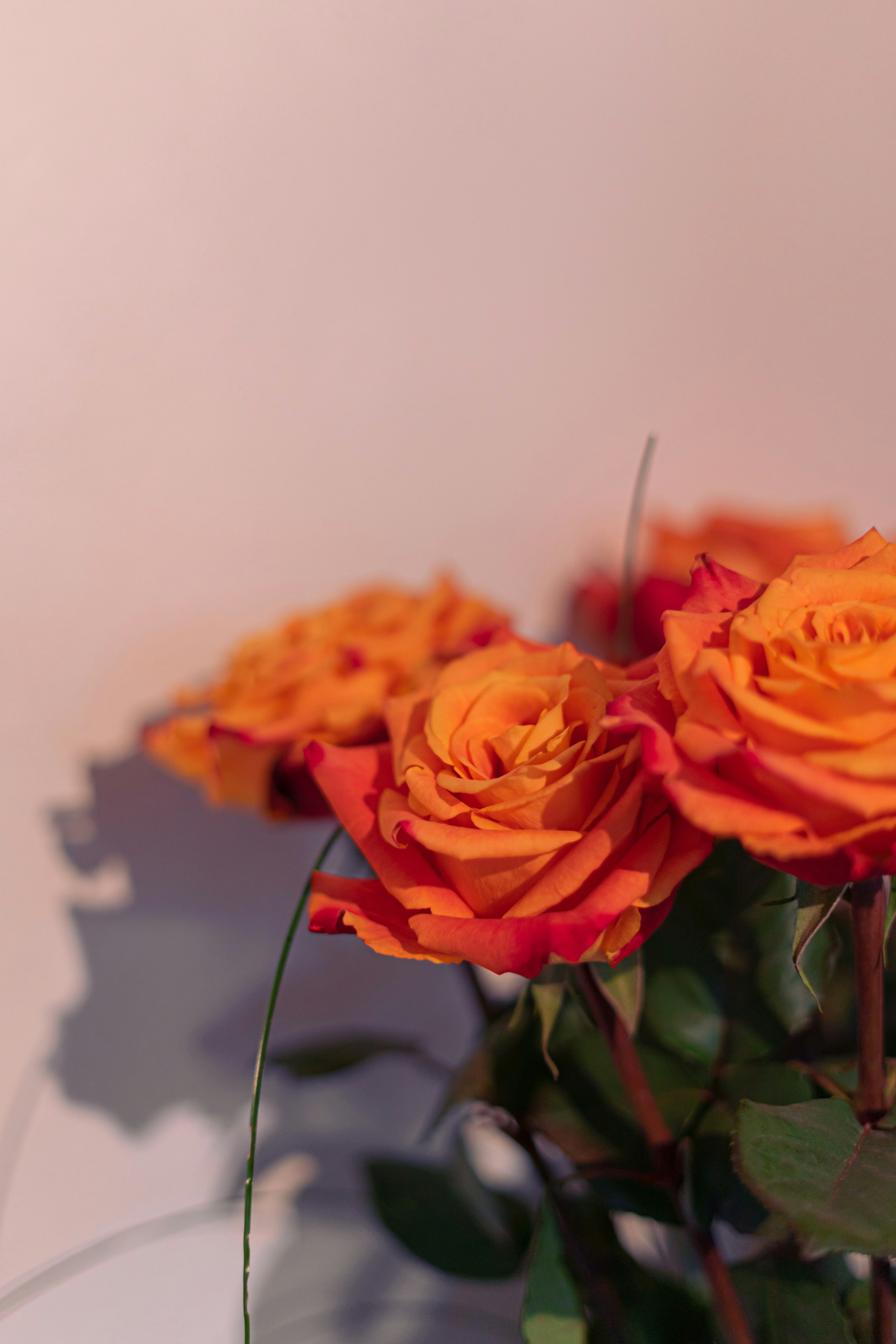 Photo by virussinside