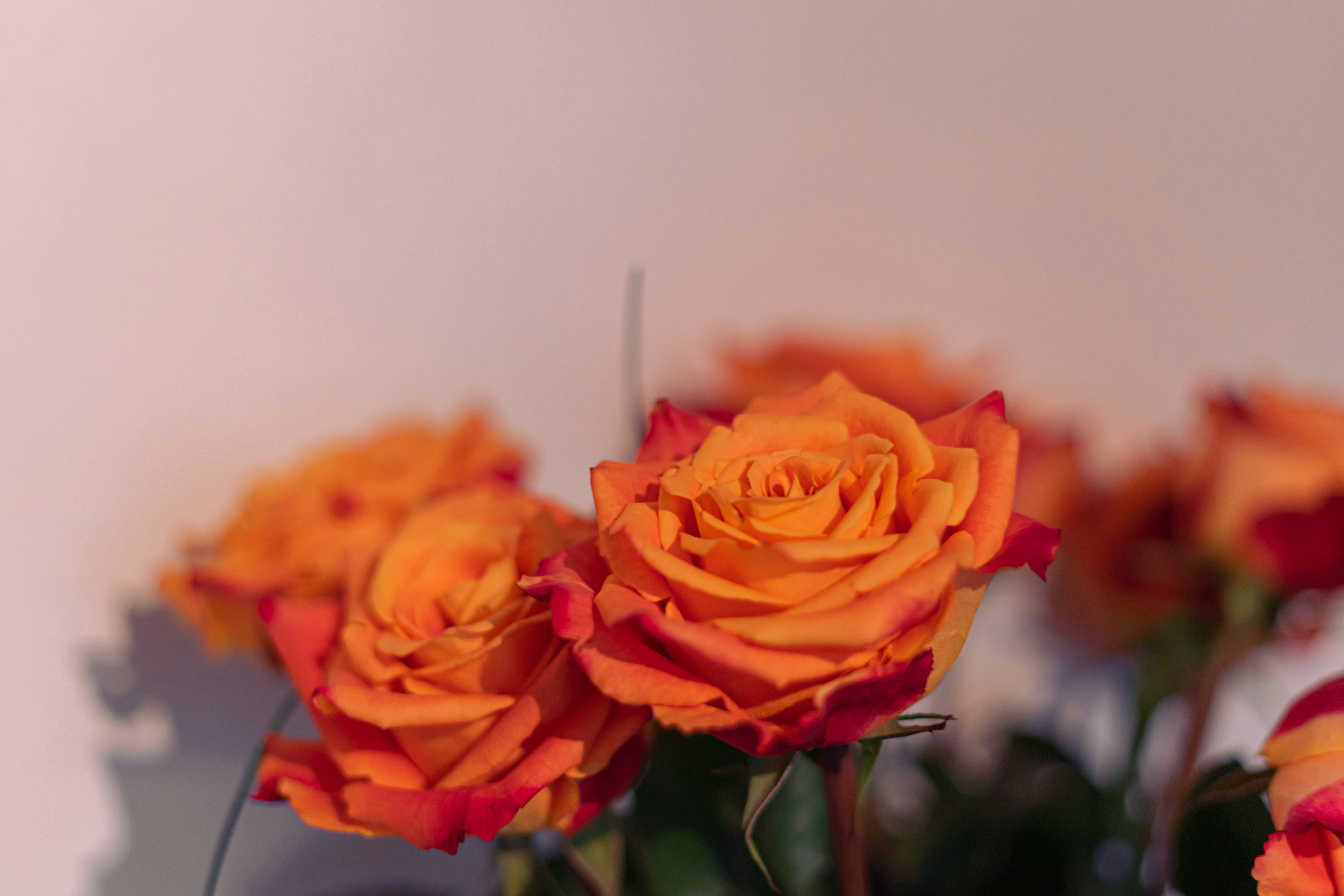 Photo by virussinside