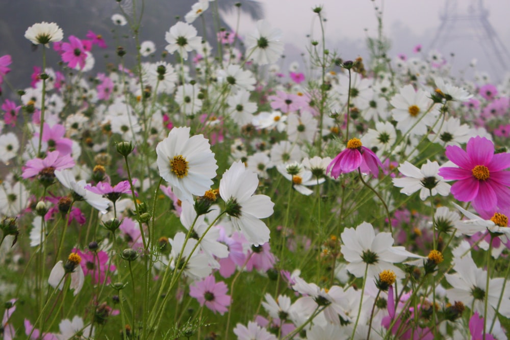 a field full of white and pink flowers