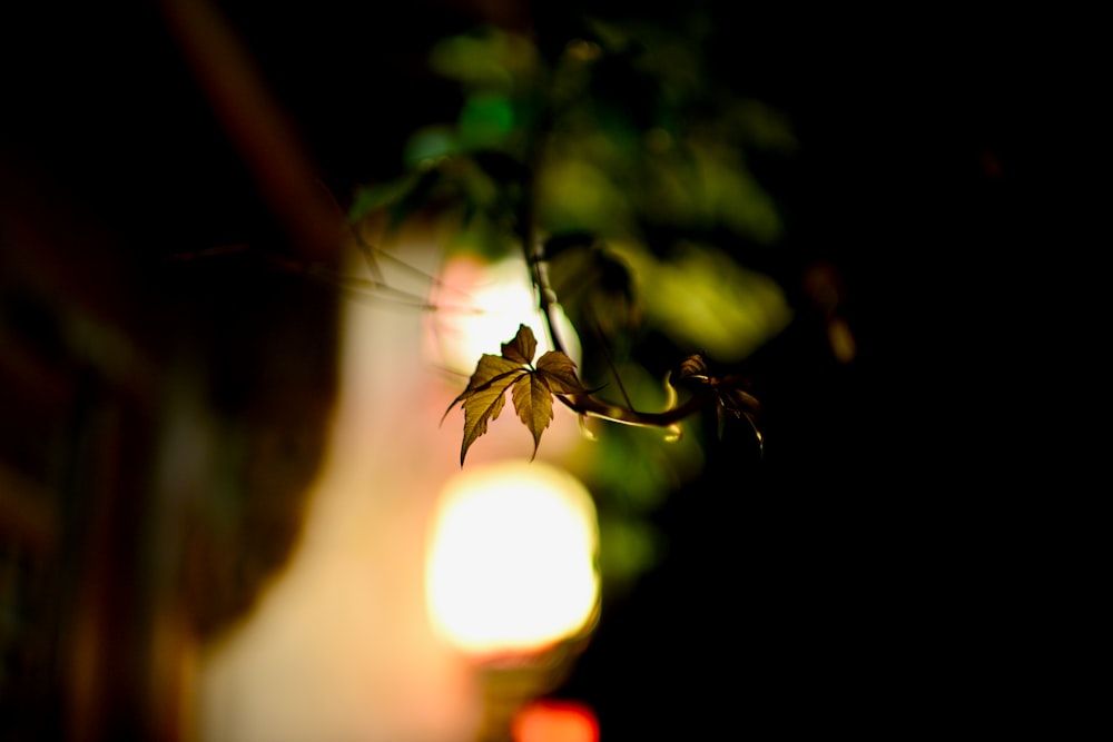 a close up of a plant with a light in the background