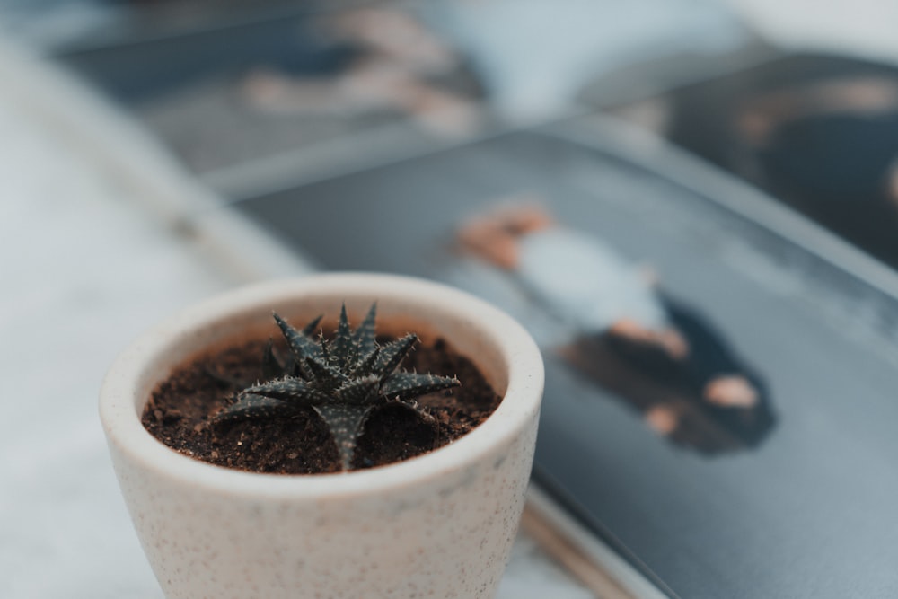 a small potted plant sitting on top of a table