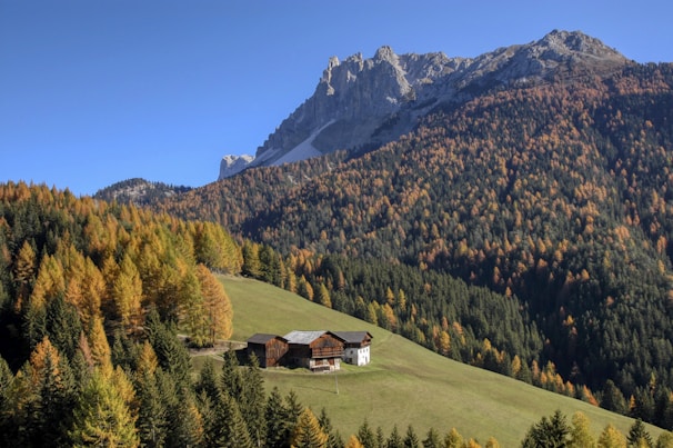 A cozy mountain cabin surrounded by colorful autumn leaves under a clear blue sky.