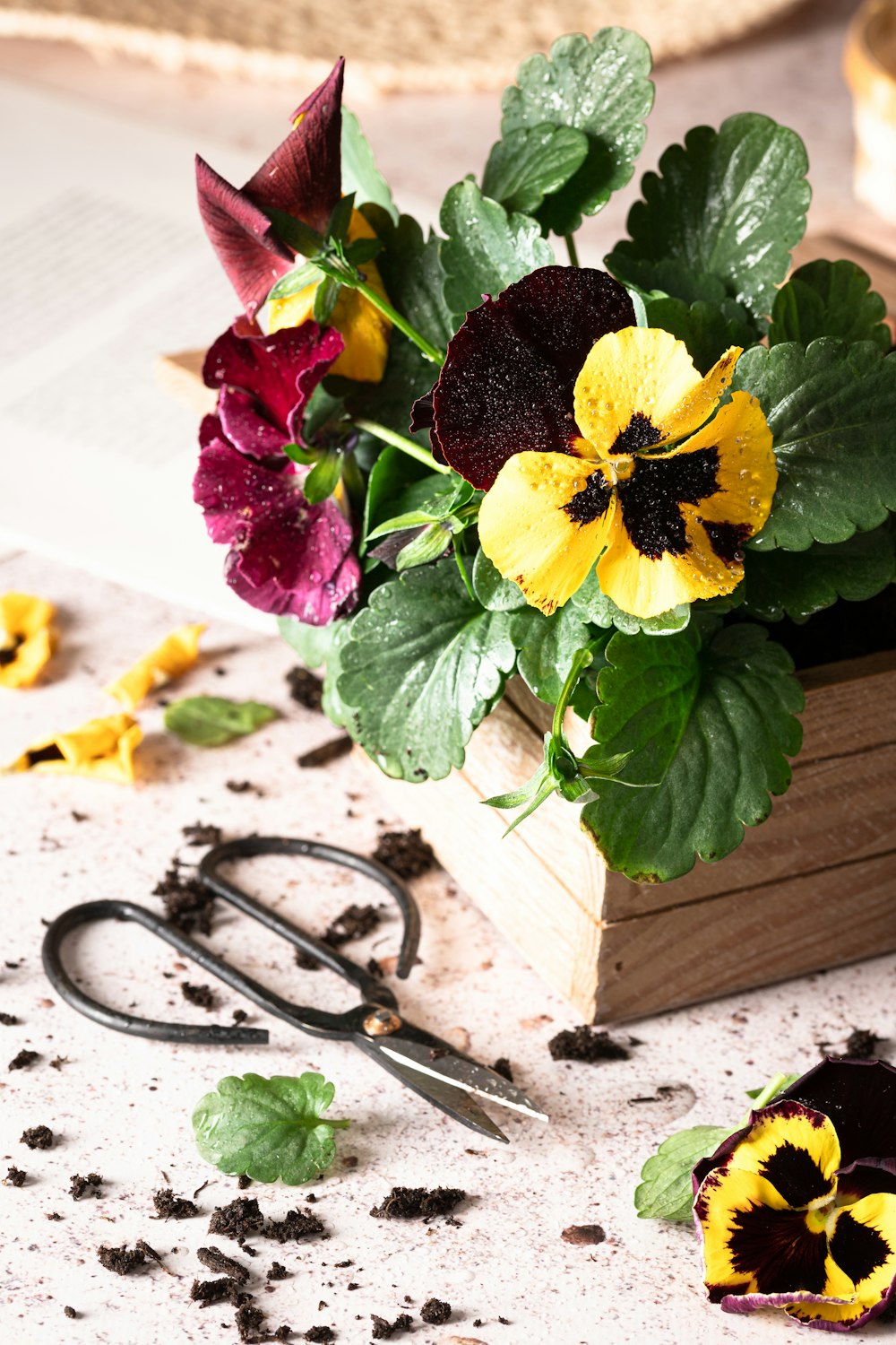 a pair of scissors sitting next to a potted plant