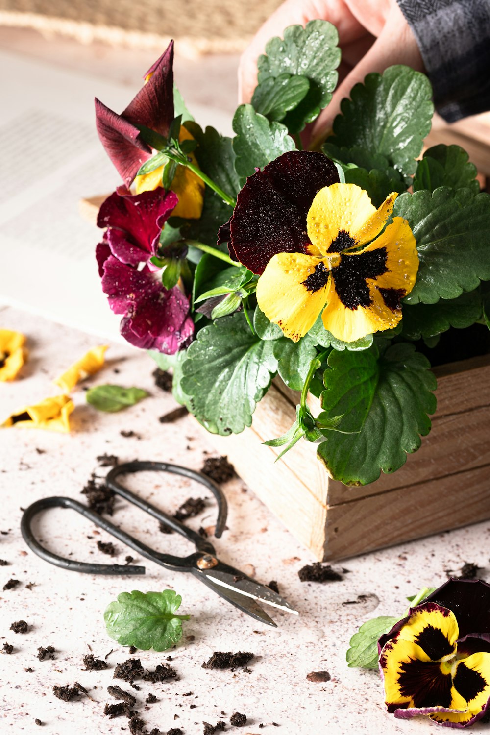 Eine Schere sitzt auf einem Tisch neben Blumen