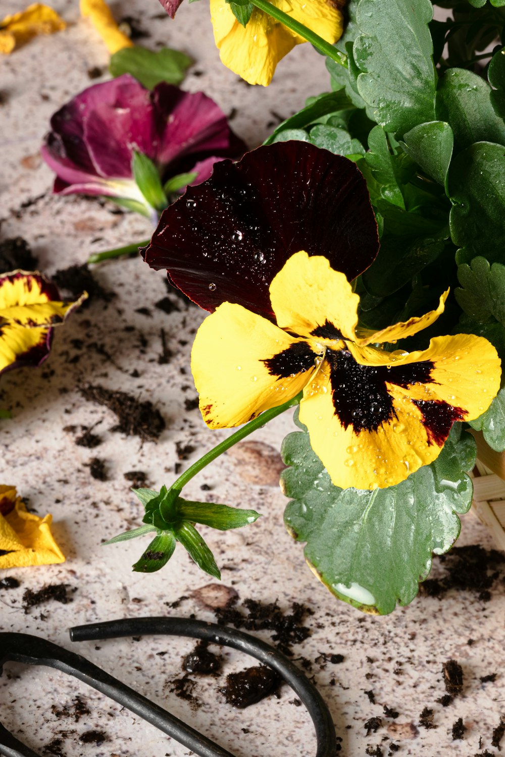 a bunch of flowers that are sitting on a table