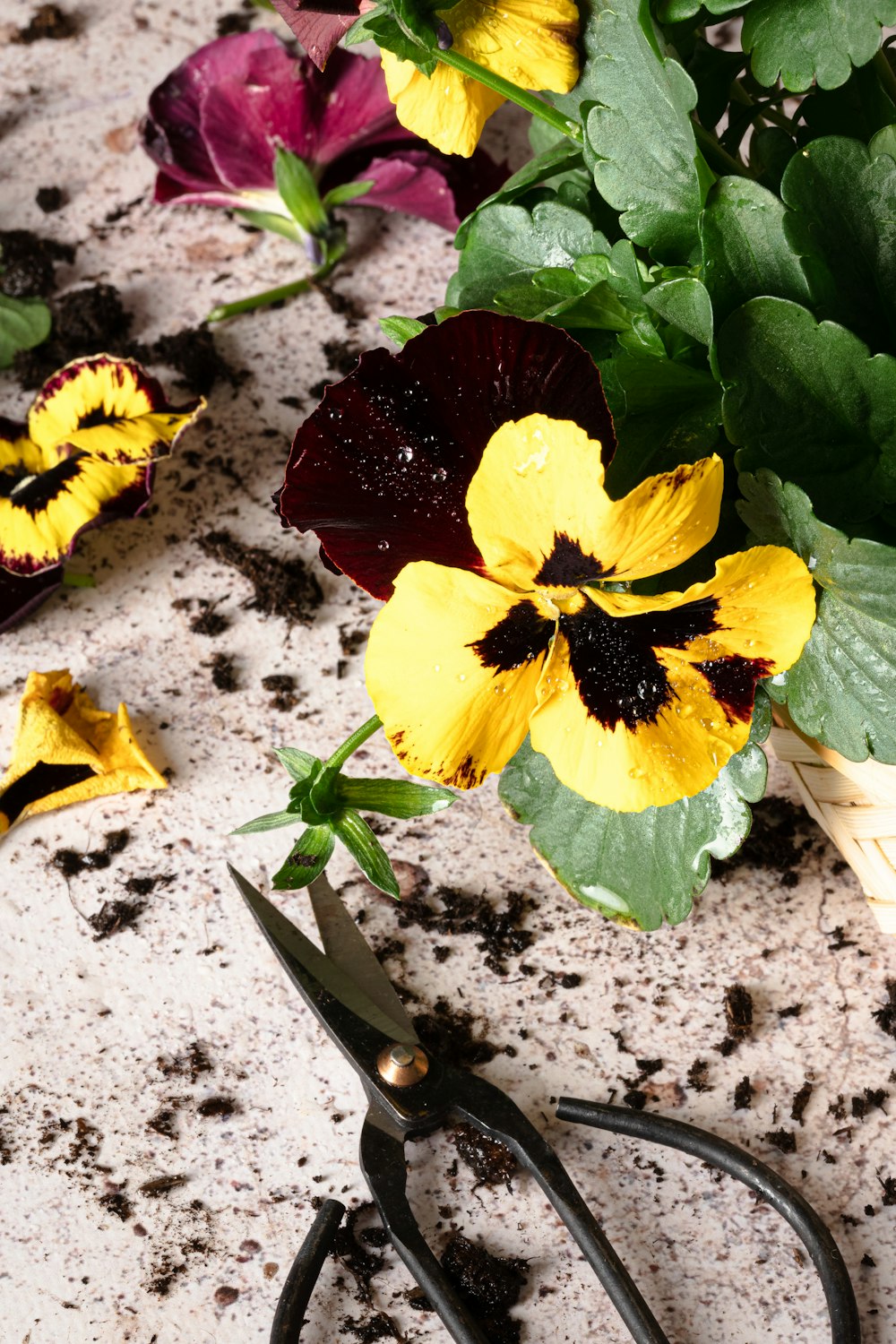 a close up of a pair of scissors with flowers in the background