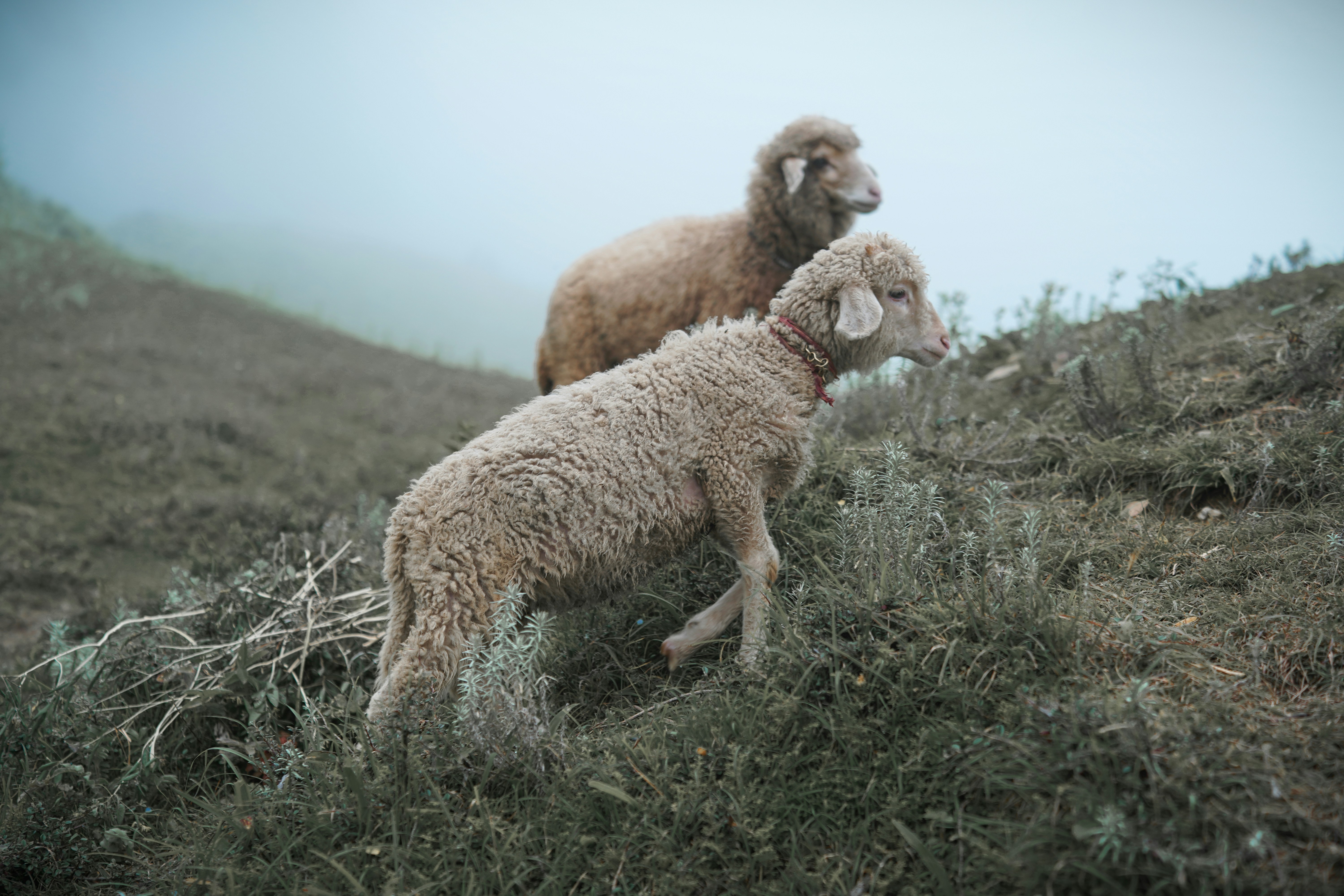a couple of sheep standing on top of a grass covered hillside
