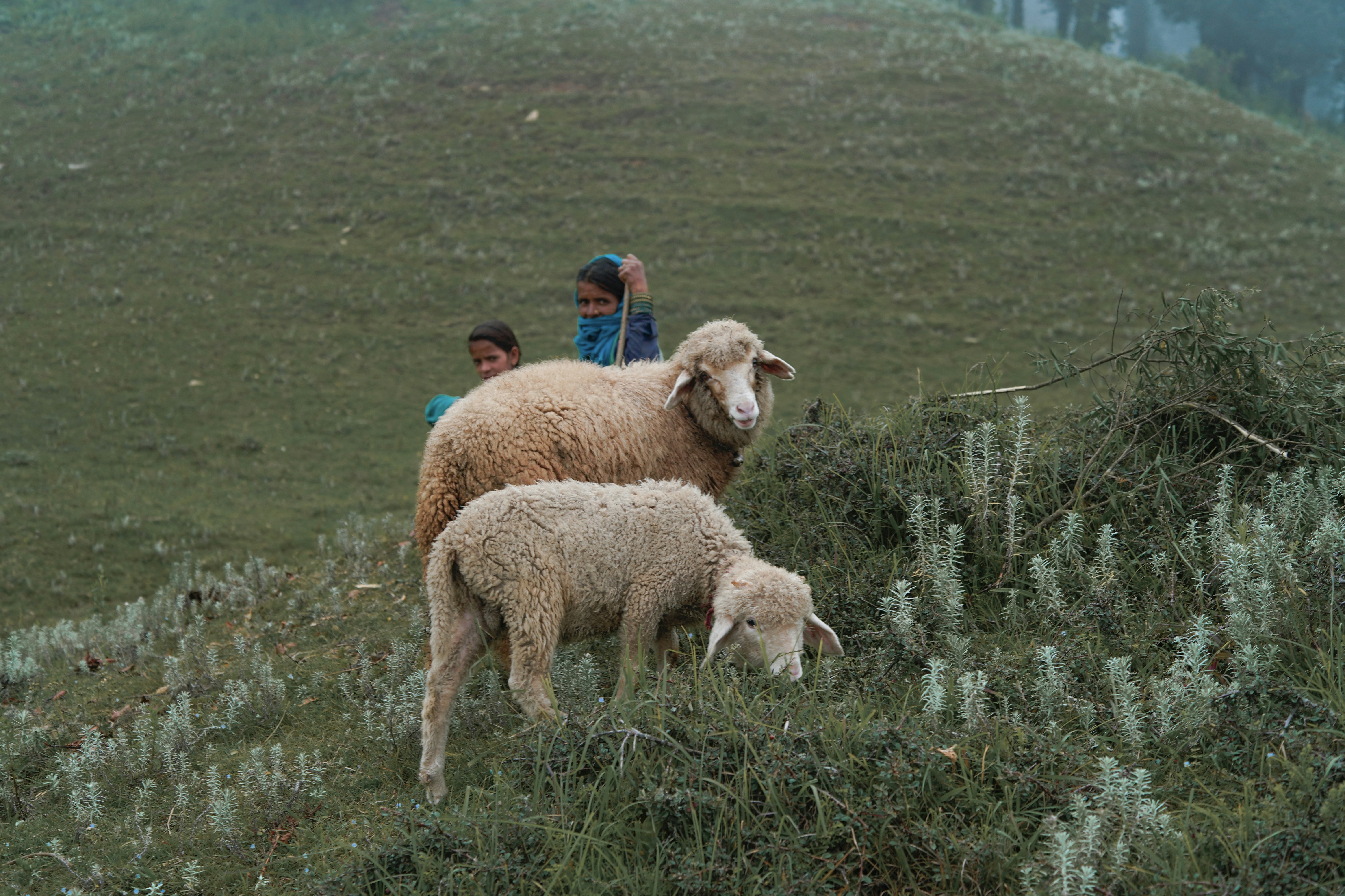alpaca wool coloring
